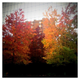 Illustration for article titled Shooting Challenge: Fall Leaves Gallery